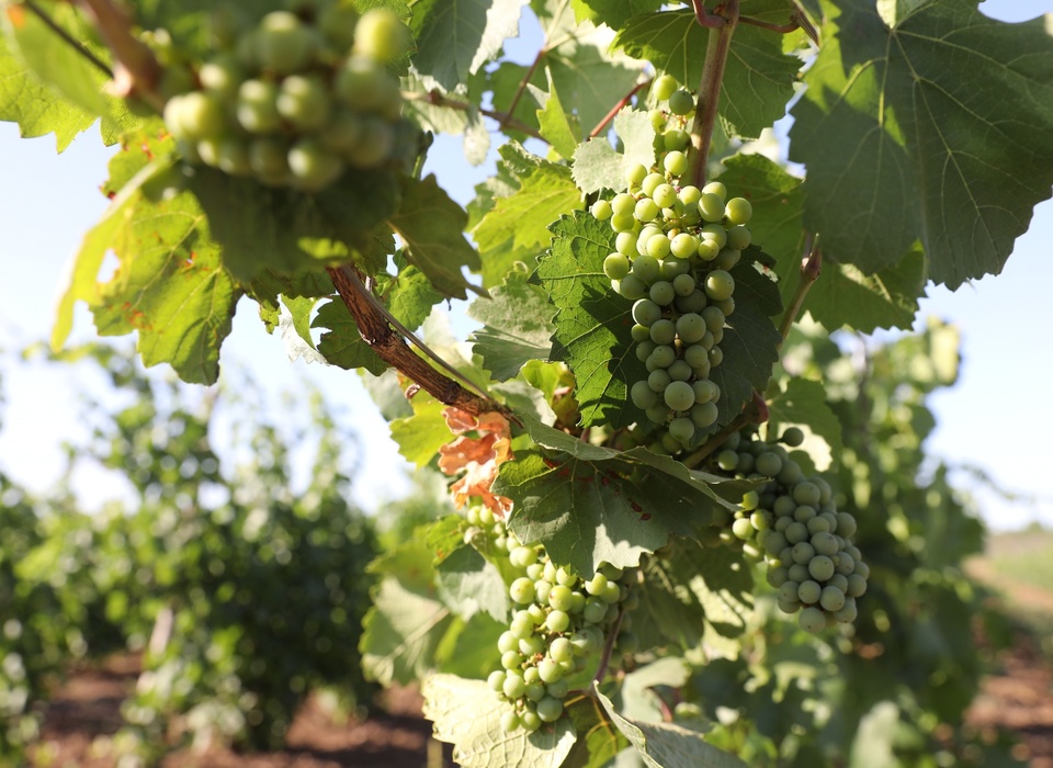 В Волгоградской области вырос валовый сбор винограда